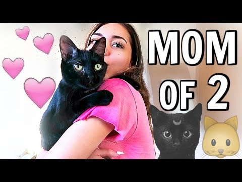 I ADOPTED ANOTHER CAT!!! (name reveal + how luna reacted) || VLOG