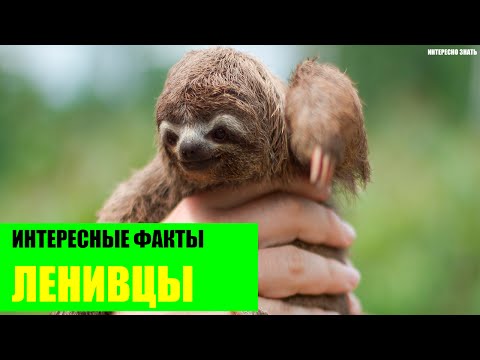 Интересные факты о ленивцах