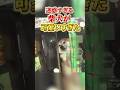 迷惑すぎる柴犬が可愛すぎた