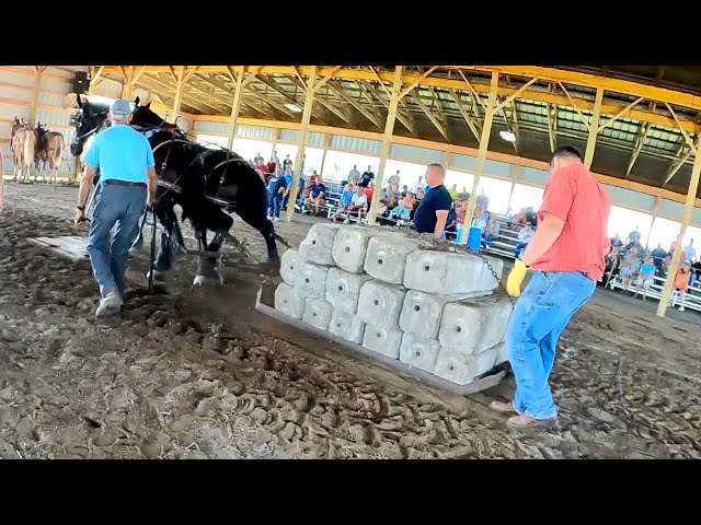KEN & BUCK at a HORSE PULL!! // Old Fashioned Harvest Days & the Percherons Pull!