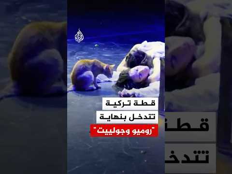 قطة تركية تتدخل بنهاية مسرحية "روميو وجولييت".. شاهد القصة