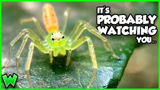 The Strangest Spider You've Never Heard Of - The Green Jumping Spider