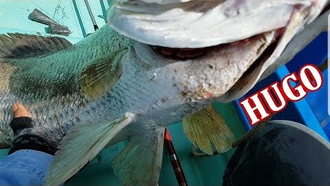 Câu cá ngát|| khai cần đầu năm phải được con như vậy thì quá sướng