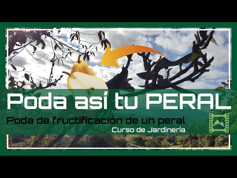 Video: Podar un peral: Consejos para podar los perales