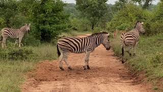 Sabi Sand Private Game Reserve - Zebra family watching for wild dogs.