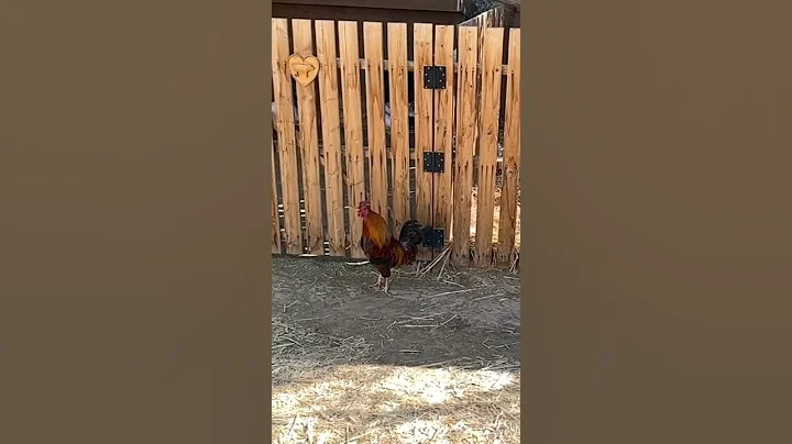 SLO mo rooster crow - DayDayNews