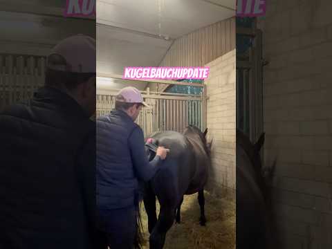 #pferdezucht #horseman #horse
