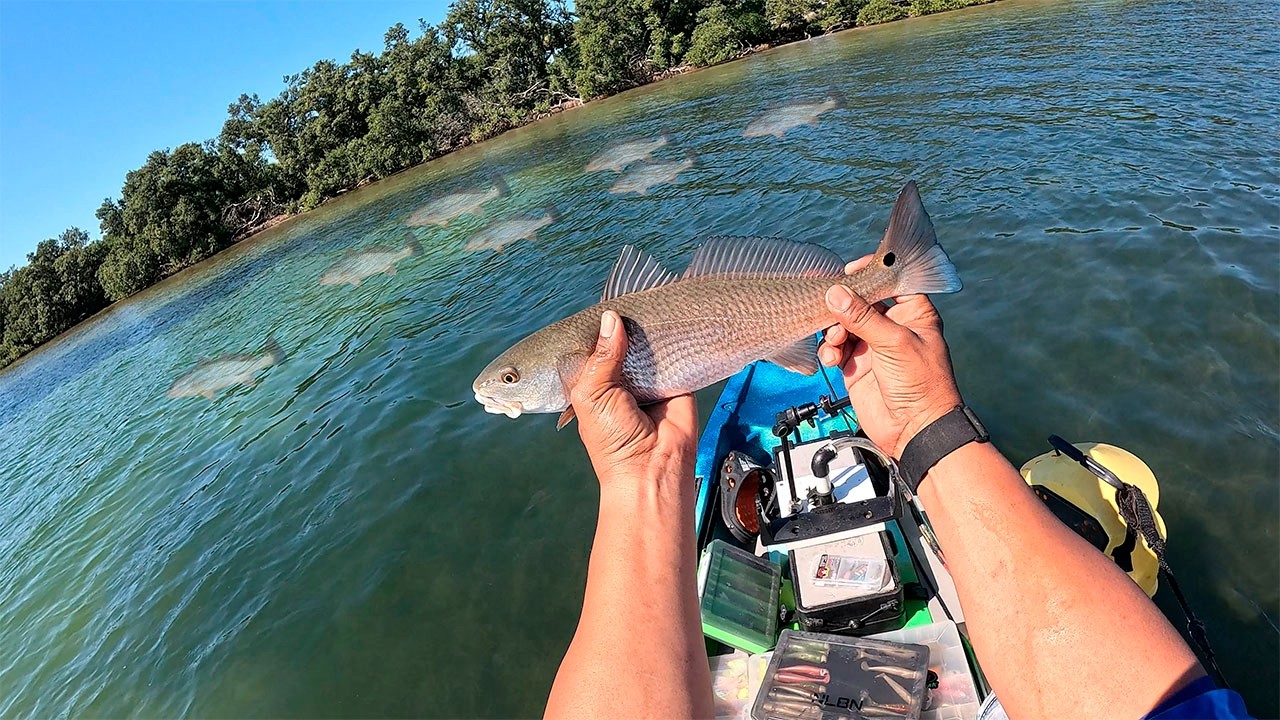picada sin para en esta zona de tampa bay