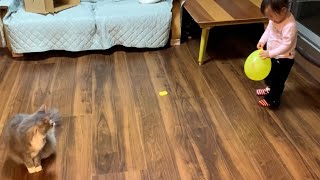 風船で一緒に遊びたい娘と風船を割りたい猫　ノルウェージャン　A girl who wants to play with balloons and a cat who wants to break