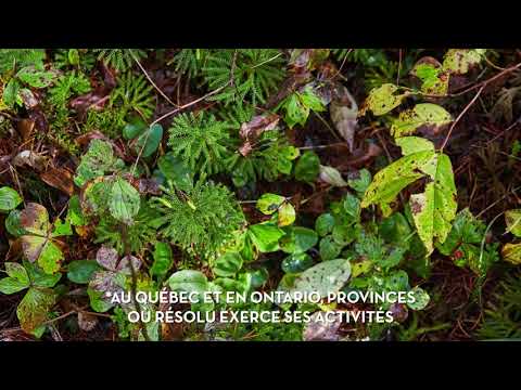 Vidéo: À Quoi Ressemble Une Forêt D'hiver