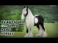 10 Beautifully Coloured Rare Horses/خوبصورت رنگ کے گھوڑے