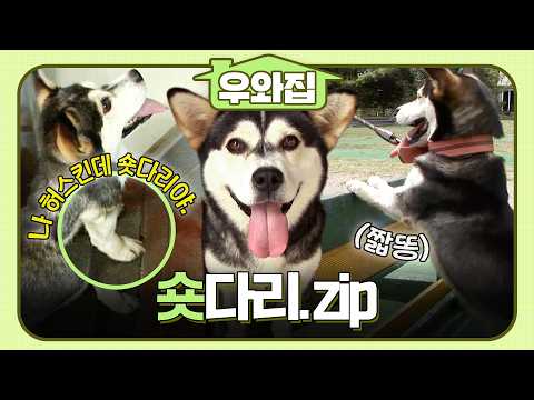 [#동물농장] 깜찍함은 다리 길이와 반비례한다😆 숏다리 강아지 모음.zip #우와비