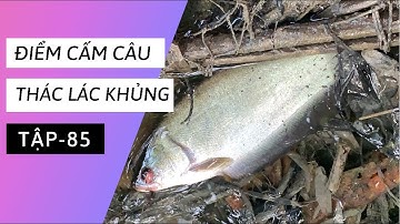 Tập 85 Cấm câu cá rô đồng, dính toàn cá thác lác, cá lóc, cá trê vàng khủng | TMQT
