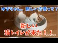 新しい猫トイレが来た！(前編)アイリスオーヤマ 390と500比較 レビュー！【HAUL/購入品紹介】