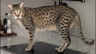 Big Cat Kumba Yells For Me! Big Cat Meowing! #meow #meowing #cats