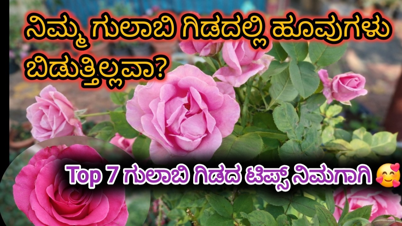 ಗುಲಾಬಿ ಗಿಡದಲ್ಲಿ ಹೂ ಬರ್ತಾ ಇಲ್ವಾ? | Top 7 Tips for More Rose Flowers @malenadahudugibindu