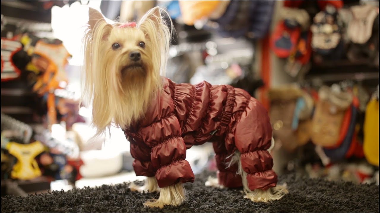 pet shop Ce gasesti la Perfect Pet?