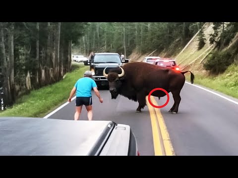 Video: Erstaunlich in der Nähe: Artiodactyl-Tiere