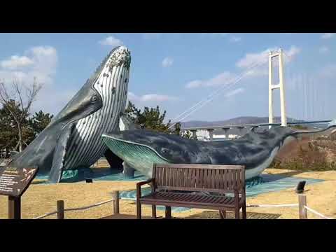 Video: Norge Tillkännager Bedövning New Whale Museum Inne I Polcirkeln