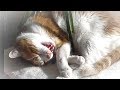 可愛い～ここで寝たいにゃー、と鳴く猫♥♥猫との会話を楽しむ動画 Conversation with a talking cat