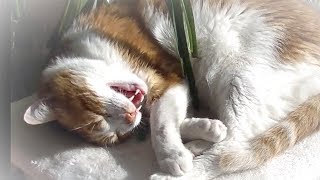 可愛い～ここで寝たいにゃー、と鳴く猫♥♥猫との会話を楽しむ動画 Conversation with a talking cat