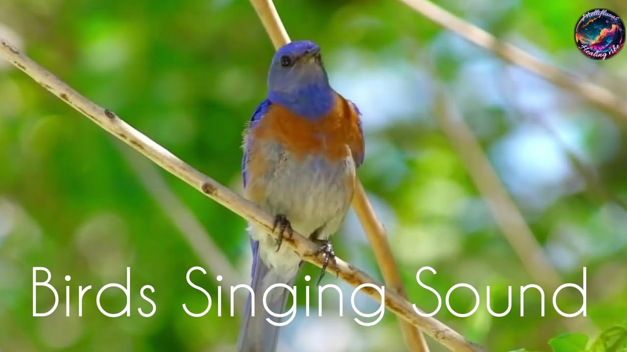 Bird singing sound🐦,Forest peacefull Bird singing sound, Relaxation ...