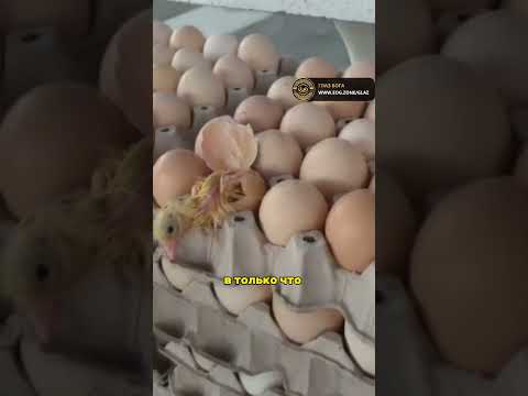Удивление: КУРИНОЕ яйцо ВЫЛУПИЛОСЬ | #shorts #животные #природа