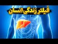 کبد زندگی ساز و پاک کننده آلودگی ها کبد زندگی ساز و پاک کننده آلودگی ها