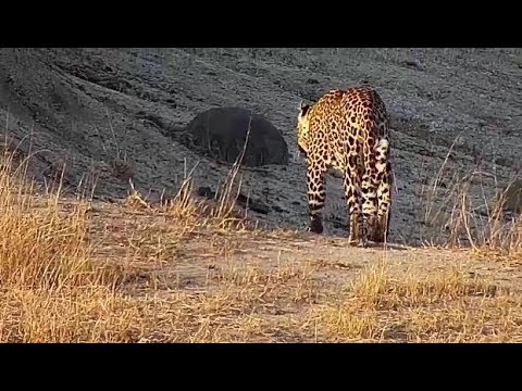 camera iphone 8 plus apk Djuma: Leopard-Hosana male-antelope alarms before he is seen - 16:18 - 07/24/19