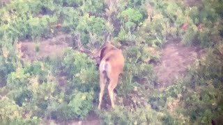 Extras Buck and His Buddy - @MonsterMuleys.com