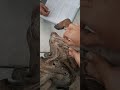 muscles of forelimb (part 2) , veterinary anatomy #veterinary #ndvsu #anatomy