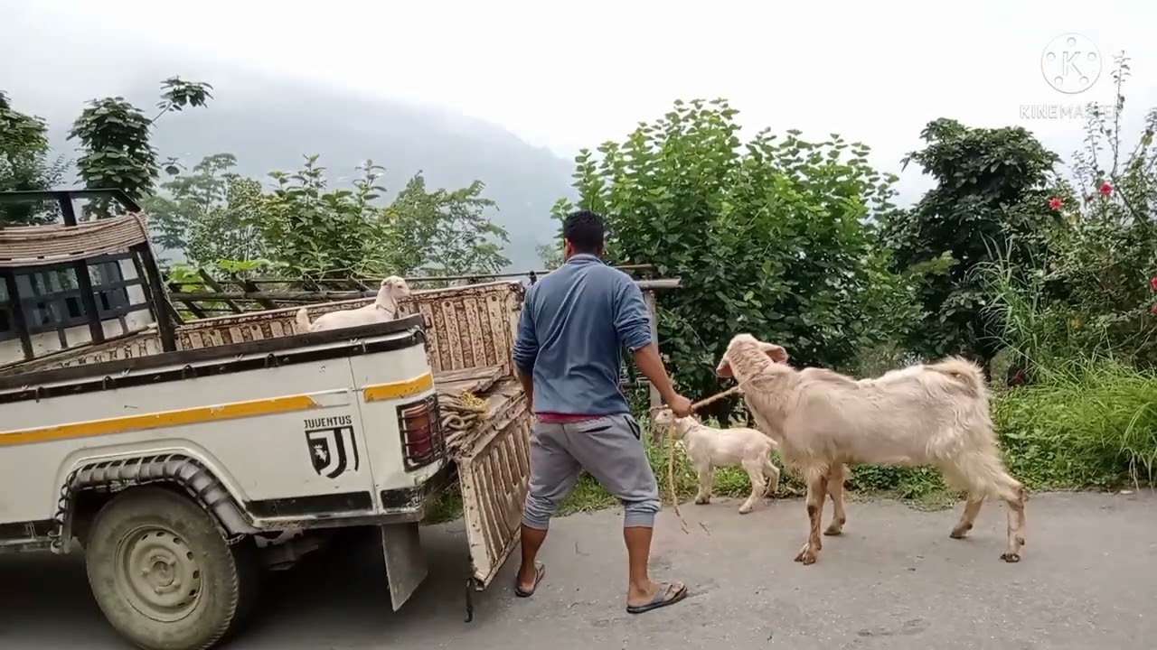 Organic Goat Farming.(My beautiful village LINGTEN). #INDIA