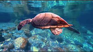 Underwater White Noise 🌀 1 Hour Calm Deep Ocean Soundscape for Study & Focus screenshot 4