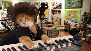 Keyboard Cat Rehearsal In Hairy Styles Wig!