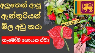 ??අලුතෙන් ආපු ඇන්තූරියම් මිල අඩු කරා - anthurium wagawa sinhala Plants World 2023