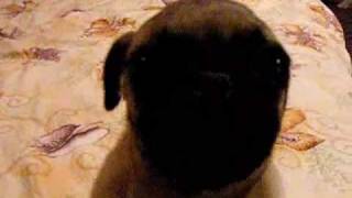 Maya- Repetitii Eurovision