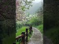Sweet birds 🐦 sounds with rain 🌧️ and thunder sounds for deep sleep 🛌 💤 #thundersound #rainsound