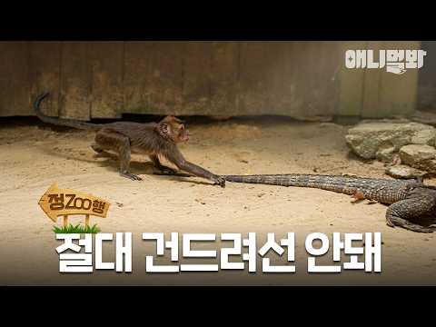 [#정ZOO행] 코모도 <strong>도마뱀이</strong> 피었습니다 | EP.27 #TV동물농장 #AnimalFarm #애니멀봐
