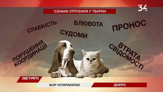 Неизвестные потравили котов и собак Неизвестные потравили котов и собак