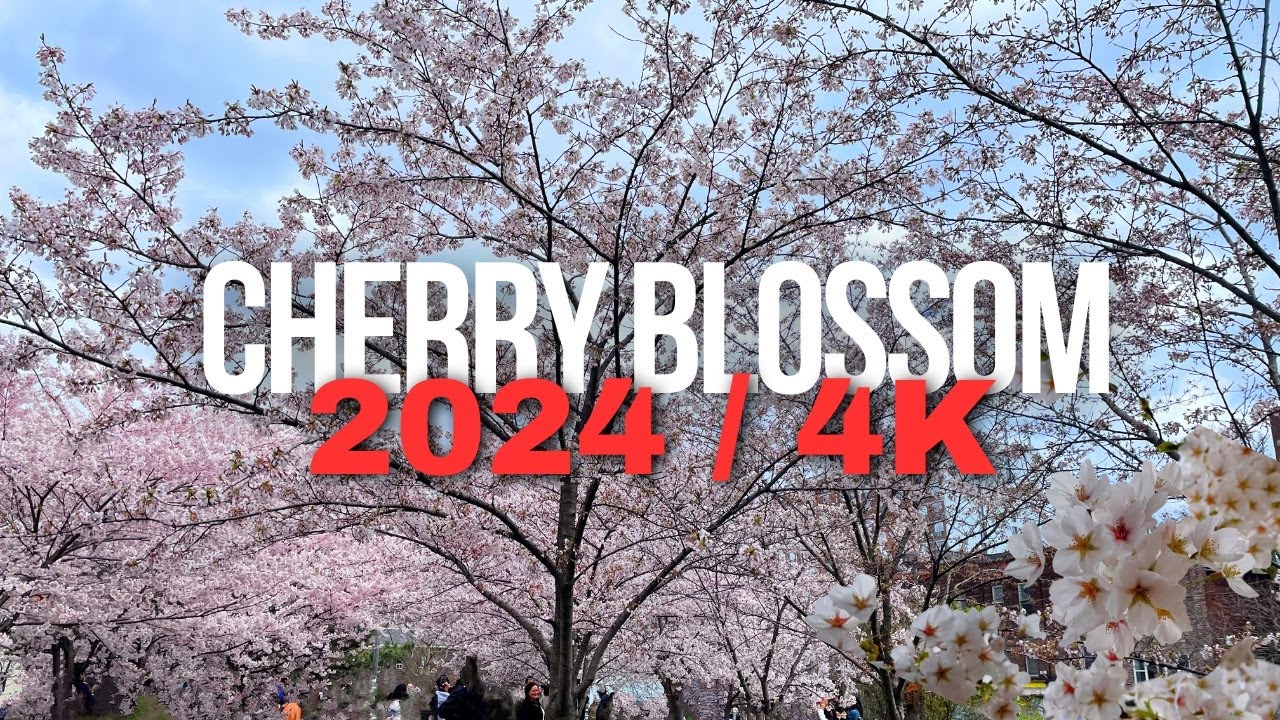 Toronto Cherry Blossom Walking Tour: Trinity Park & High Park トロント桜ウォーキング ツアー : トリニティ パーク & ハイ パーク