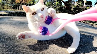 ミルクティー猫に小顔マッサージをしたら、怒って帰っていった
