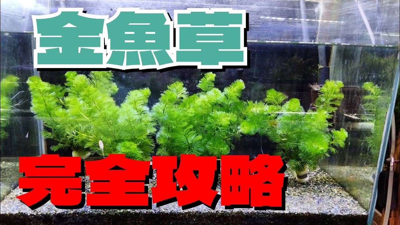 20本20cm以上 無農薬アナカリス(オオカナダモ)餌水草金魚草金魚藻 - 水草