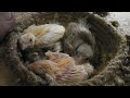 Уборка в гнездах, обзор птенцов Канареек, Амадин, Попугаев.