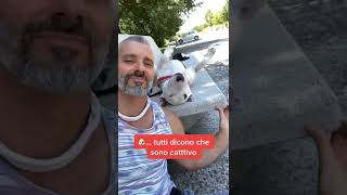 Baby Pet Cute And Funny Pet Videos 497