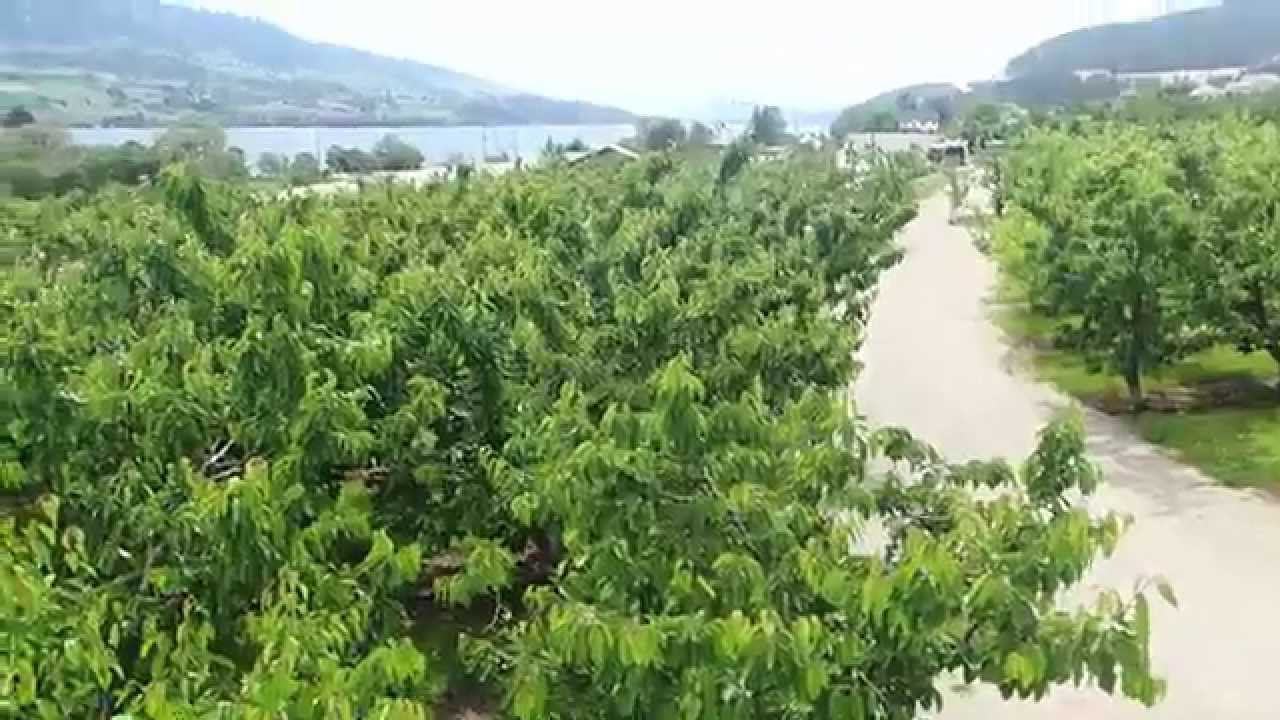 Gatzke Orchard DAYS 141 - 171 