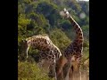 Ref:LHMLVP2Q9Ro Giraffes fighting #giraffe #fighting