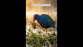 This Bird Eats With Its Feet And Walks on Floating Plants#PurpleGallinule #BirdFacts #Shorts