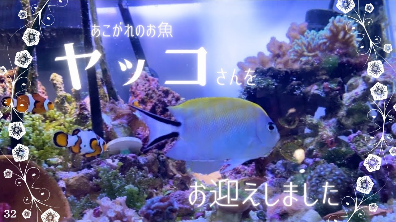 憧れのお魚ヤッコをお迎えしました✳︎ぴっぴアクアリウム✳︎ヤイトヤッコ✳︎海水魚水槽✳︎2023年12月