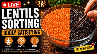 🔴 LIVE Lentils Sorting ASMR 🟠⚫ | Oddly Satisfying Dal Sorting | Relax & Enjoy