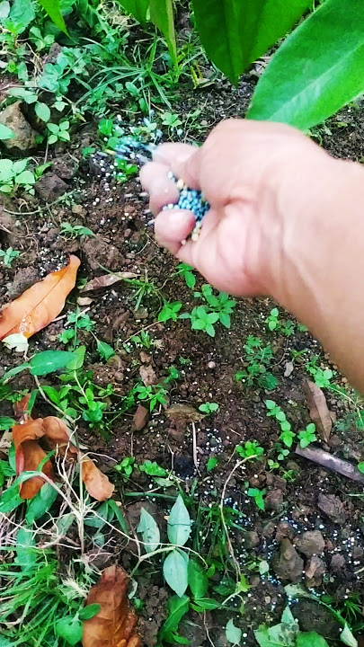 cara pemupukan pohon durian di musim hujan